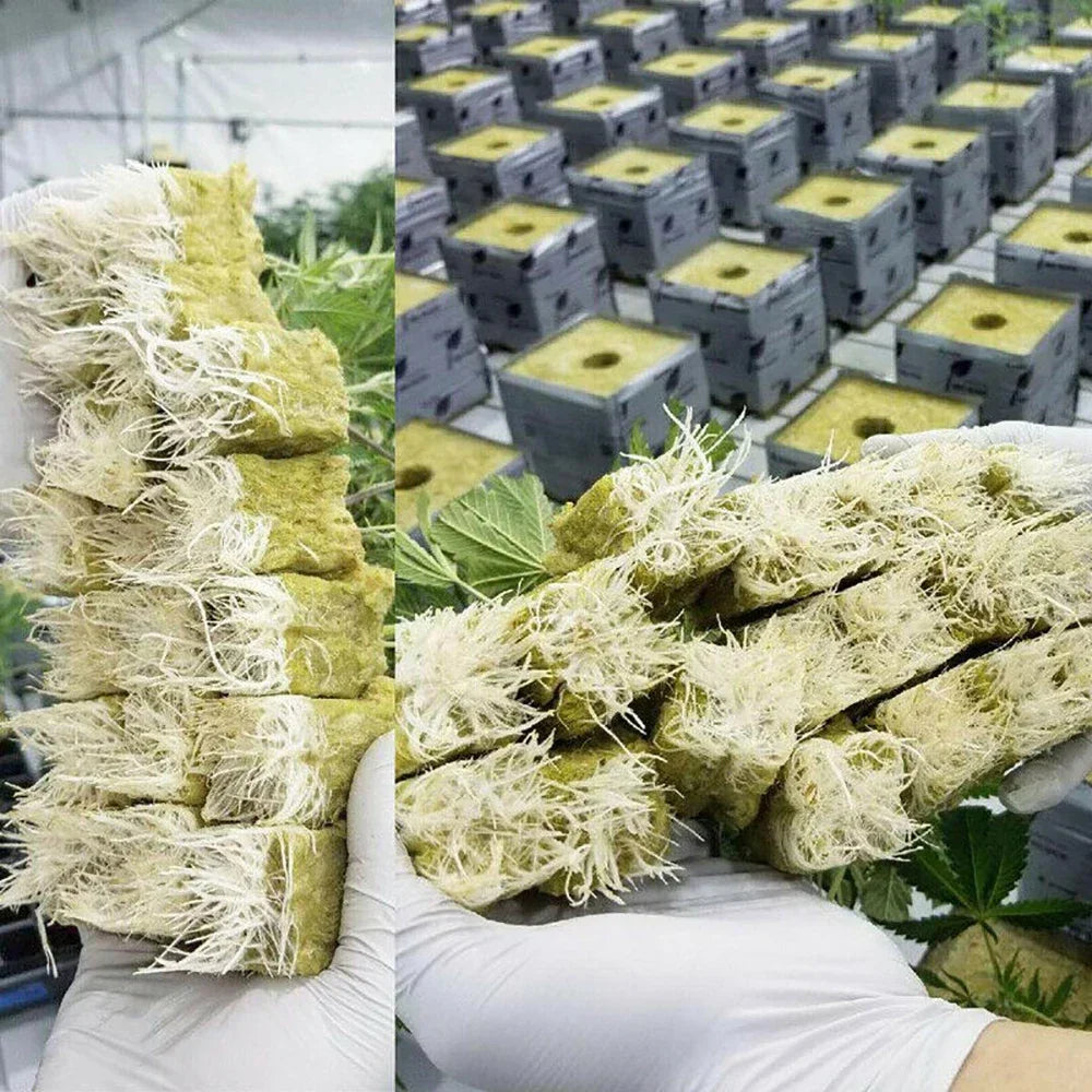 50 Plant Starter Grow Plug Cubes – Ideal for Hydroponics