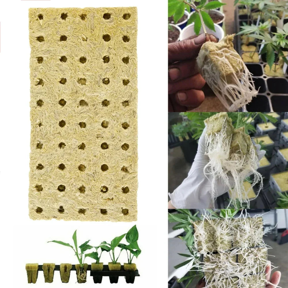 50 Plant Starter Grow Plug Cubes – Ideal for Hydroponics