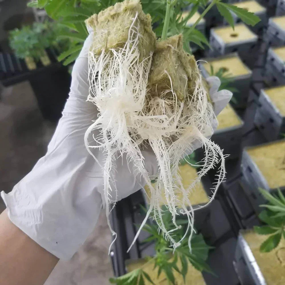 50 Plant Starter Grow Plug Cubes – Ideal for Hydroponics