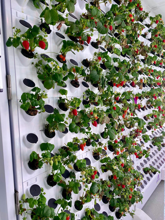 Hydroponics: No Dirt, No Poop, Just Fruits and Salad.